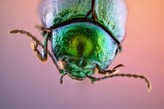 Escarabajo-1