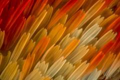 FOTO-escamas-de-una-mariposa