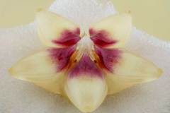 FOTO-flor-de-la-cera