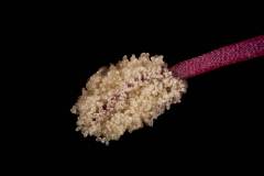 FOTO-granos-de-polen