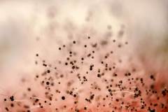 FOTO-hongos-de-un-tomate