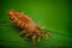 FOTO-piojo-sobre-una-hoja