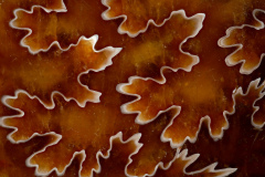 Suturas-de-ammonite-web