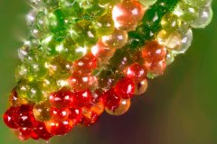 Mesembryanthemum-crystallinum