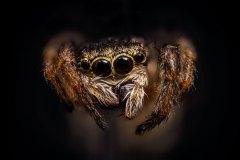 spider-saltarina-1
