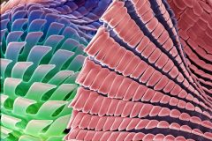 Adaptive Design _Nanoartography 2024
