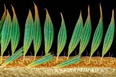Feather-like-Structures- Royal Microscopical Society 2025