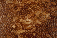 perls-CUPOTY_2023