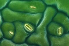 Hoja de moricandia