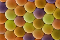 Candy: premio FOTCIENCIA 202