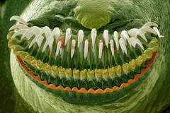 Oruga Oruga