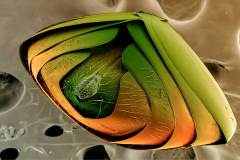 Mosca